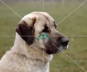 <b class=qtipBold><figcaption>Anatolian Sheepdog</figcaption></b><br><br><em>© Diane Pearce Collection / The Kennel Club</em> Anatolian Sheepdog