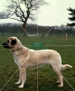 <b class=qtipBold><figcaption>Anatolian Sheepdog</figcaption></b><br><br><em>© Diane Pearce Collection / The Kennel Club</em> Anatolian Sheepdog