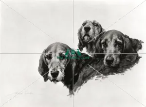 <b class=qtipBold><figcaption>Ancient Britons</figcaption></b><br>Photogravure 11.5 x 14 ins Taken from the portofolio entitled British Hounds and Gundogs, this image shows the Welsh Foxhounds Trailer, Warrior and Grafter. Owned by David Jones these hounds were from the Gelligaer pack. They were as pure Welsh as he could get them, as he had a stong belief in the stamina and excellance of those so bred. Ancient Britons