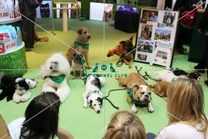 <b class=qtipBold><figcaption>Arden Grange</figcaption></b><br>Arden Grange Famous Dogs TV<br><em>© Jess Clark / The Kennel Club</em> Arden Grange