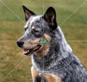 <b class=qtipBold><figcaption>Australian Cattle Dog</figcaption></b><br><br><em>© Diane Pearce Collection / The Kennel Club</em> Australian Cattle Dog