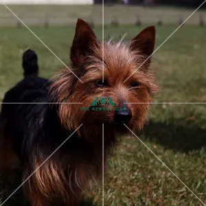 <b class=qtipBold><figcaption>Australian Terrier</figcaption></b><br><br><em>© Diane Pearce Collection / The Kennel Club</em> Australian Terrier