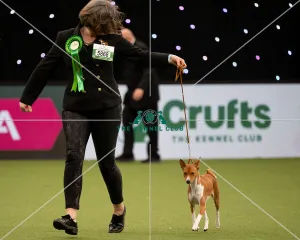 Basenji Best of Breed Crufts 2022 Basenji Best of Breed Crufts 2022