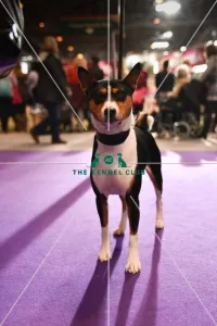 <b class=qtipBold><figcaption>Basenji Crufts 2016</figcaption></b><br>Basenji on Hound Day<br><em>© The Kennel Club</em> Basenji Crufts 2016