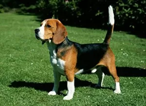 Images Dated 4th September 2008: Beagle