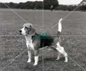 <b class=qtipBold><figcaption>Beagle</figcaption></b><br>Ch Beacott Buckthorn<br><em>© Diane Pearce Collection / The Kennel Club</em> Beagle
