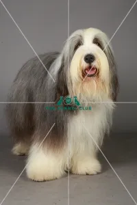 Bearded Collie, Crufts 2013, Tibetan Terrier, Utility Group, pastoral, portrait, nick Bearded Collie, Crufts 2013, Tibetan Terrier, Utility Group, pastoral, portrait, nick