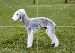 <b class=qtipBold><figcaption>Bedlington Terrier</figcaption></b><br><br><em>© Diane Pearce Collection / The Kennel Club</em> Bedlington Terrier