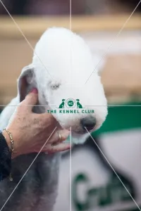 <b class=qtipBold><figcaption>Bedlington Terrier about to show</figcaption></b><br><em>© Yulia Titovets / The Kennel Club</em> Bedlington Terrier about to show