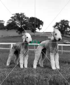 <b class=qtipBold><figcaption>Bedlington Terriers</figcaption></b><br>Wetop Parsley and Tinkerbloo Parsley<br><em>© Diane Pearce Collection / The Kennel Club</em> Bedlington Terriers