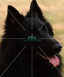 <b class=qtipBold><figcaption>Belgian Shepherd Dog (Groenendael)</figcaption></b><br><br><em>© Diane Pearce Collection / The Kennel Club</em> Belgian Shepherd Dog (Groenendael)