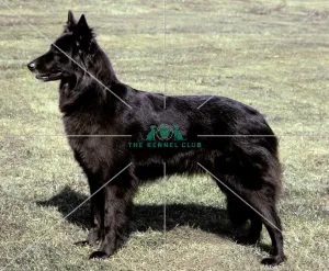 <b class=qtipBold><figcaption>Belgian Shepherd Dog (Groenendael)</figcaption></b><br>Belgian Shepherd Dog (Groenendael)image taken by Diane Pearce<br><em>© Diane Pearce Collection / The Kennel Club</em> Belgian Shepherd Dog (Groenendael)