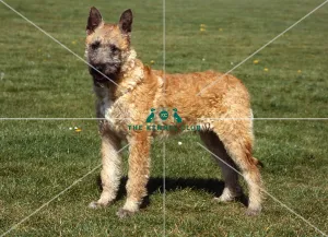 <b class=qtipBold><figcaption>Belgian Shepherd Dog-Laekenois</figcaption></b><br><br><em>© Diane Pearce Collection / The Kennel Club</em> Belgian Shepherd Dog-Laekenois
