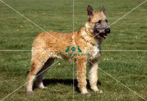 <b class=qtipBold><figcaption>Belgian Shepherd Dog (Laekenois)</figcaption></b><br><br><em>© Diane Pearce Collection / The Kennel Club</em> Belgian Shepherd Dog (Laekenois)