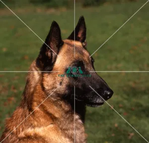 <b class=qtipBold><figcaption>Belgian Shepherd Dog (Malinois)</figcaption></b><br><br><em>© Diane Pearce Collection / The Kennel Club</em> Belgian Shepherd Dog (Malinois)