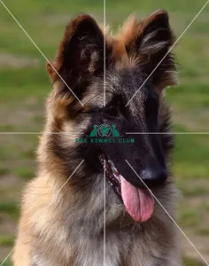 <b class=qtipBold><figcaption>Belgian Shepherd Dog (Tervueren)</figcaption></b><br><br><em>© Diane Pearce Collection / The Kennel Club</em> Belgian Shepherd Dog (Tervueren)