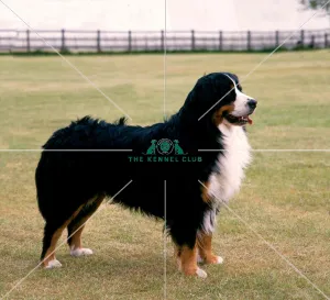 <b class=qtipBold><figcaption>Bernese Mountain Dog</figcaption></b><br><br><em>© Diane Pearce Collection / The Kennel Club</em> Bernese Mountain Dog