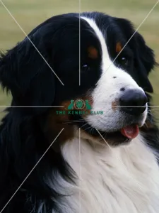 <b class=qtipBold><figcaption>Bernese Mountain Dog</figcaption></b><br><br><em>© Diane Pearce Collection / The Kennel Club</em> Bernese Mountain Dog