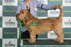 Best of Breed BASSET FAUVE DE BRETAGNE Crufts 2022 Best of Breed BASSET FAUVE DE BRETAGNE Crufts 2022