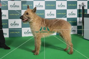 Best of Breed BELGIAN SHEPHERD DOG (LAEKENOIS) Crufts 2022 Best of Breed BELGIAN SHEPHERD DOG (LAEKENOIS) Crufts 2022