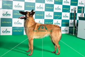 Best of Breed BELGIAN SHEPHERD DOG (MALINOIS) Crufts 2022 Best of Breed BELGIAN SHEPHERD DOG (MALINOIS) Crufts 2022