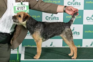Official Gallery: Best of Breed Border Terrier Crufts 2022