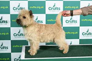 Official photos from Crufts 2023: Best of Breed Cairn Terrier Crufts 2023