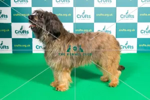 Best of Breed CATALAN SHEEPDOG Crufts 2022 Best of Breed CATALAN SHEEPDOG Crufts 2022