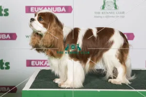 Best of Breed Cavalier King Charles Spaniel Best of Breed Cavalier King Charles Spaniel