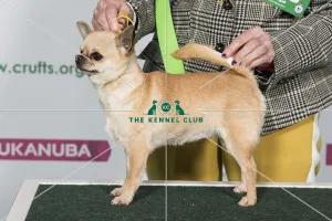 Best of Breed CHIHUAHUA (SMOOTH COAT) Best of Breed CHIHUAHUA (SMOOTH COAT)
