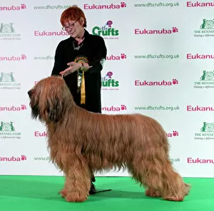Images Dated 18th March 2011: Best of Breed Crufts 2011 Briard