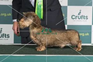 Best of Breed Crufts 2022 DACHSHUND (MINIATURE WIRE HAIRED) Best of Breed Crufts 2022 DACHSHUND (MINIATURE WIRE HAIRED)