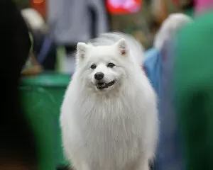 Official photos from Crufts 2023: Best Of Breed Dogs And People Small Dog Cute