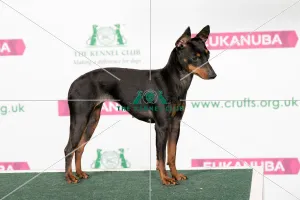 Best of Breed English Toy Terrier (Black & Tan) Best of Breed English Toy Terrier (Black & Tan)