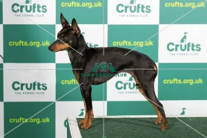 What's New: Crufts 2023 Collection