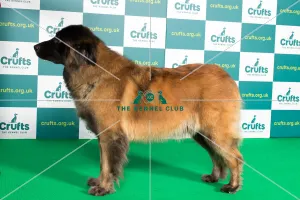 Best of Breed ESTRELA MOUNTAIN DOG Crufts 2022 Best of Breed ESTRELA MOUNTAIN DOG Crufts 2022