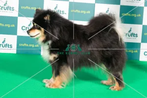 Best of Breed FINNISH LAPPHUND Crufts 2022 Best of Breed FINNISH LAPPHUND Crufts 2022