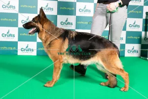 Best of Breed GERMAN SHEPHERD DOG Crufts 2022 Best of Breed GERMAN SHEPHERD DOG Crufts 2022
