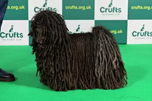 Official photos from Crufts 2023: Best of Breed HUNGARIAN PULI Crufts 2023