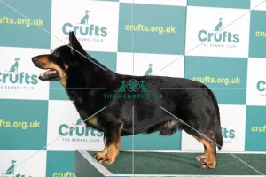 Best of Breed LANCASHIRE HEELER Crufts 2022 Best of Breed LANCASHIRE HEELER Crufts 2022