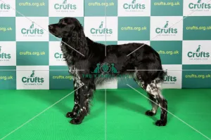 Best of Breed LARGE MUNSTERLANDER Crufts 2022 Best of Breed LARGE MUNSTERLANDER Crufts 2022