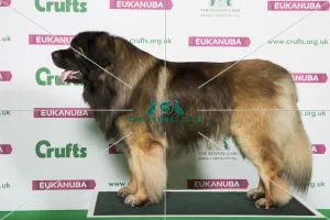 Best of Breed LEONBERGER Best of Breed LEONBERGER