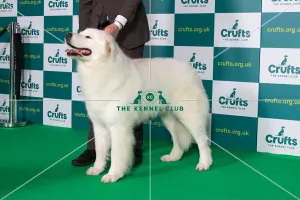 Best of Breed MAREMMA SHEEPDOG Crufts 2022 Best of Breed MAREMMA SHEEPDOG Crufts 2022