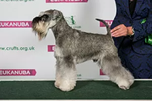 Utility Collection: Best of Breed Miniature Schnauzer