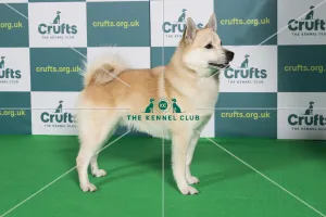 Best of Breed NORWEGIAN BUHUND Crufts 2022 Best of Breed NORWEGIAN BUHUND Crufts 2022