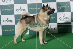Best of Breed NORWEGIAN ELKHOUND Crufts 2022 Best of Breed NORWEGIAN ELKHOUND Crufts 2022