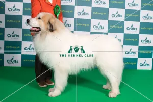 Best of Breed PYRENEAN MOUNTAIN DOG Crufts 2022 Best of Breed PYRENEAN MOUNTAIN DOG Crufts 2022