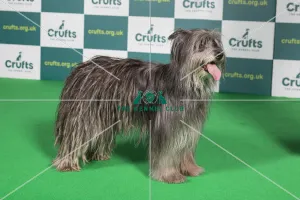 Best of Breed PYRENEAN SHEEPDOG Crufts 2022 Best of Breed PYRENEAN SHEEPDOG Crufts 2022