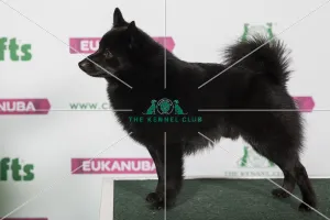 Best of Breed SCHIPPERKE Best of Breed SCHIPPERKE