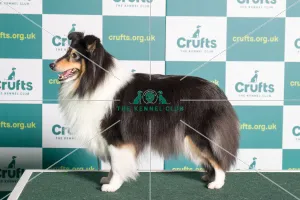 Best of Breed SHETLAND SHEEPDOG Crufts 2022 Best of Breed SHETLAND SHEEPDOG Crufts 2022